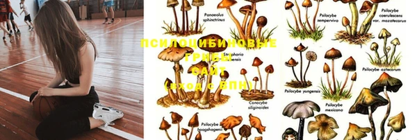 сатива Алзамай